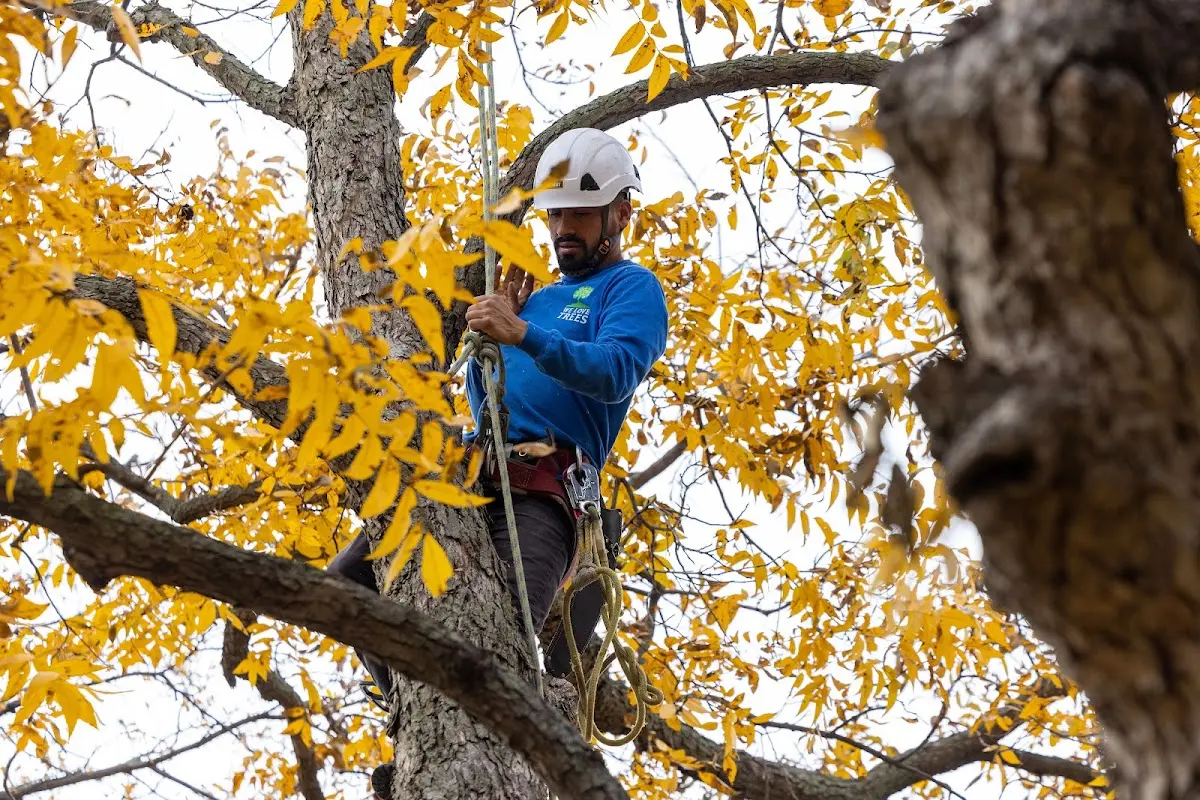 Skilled Tree Pruning crew working in Cooperstown